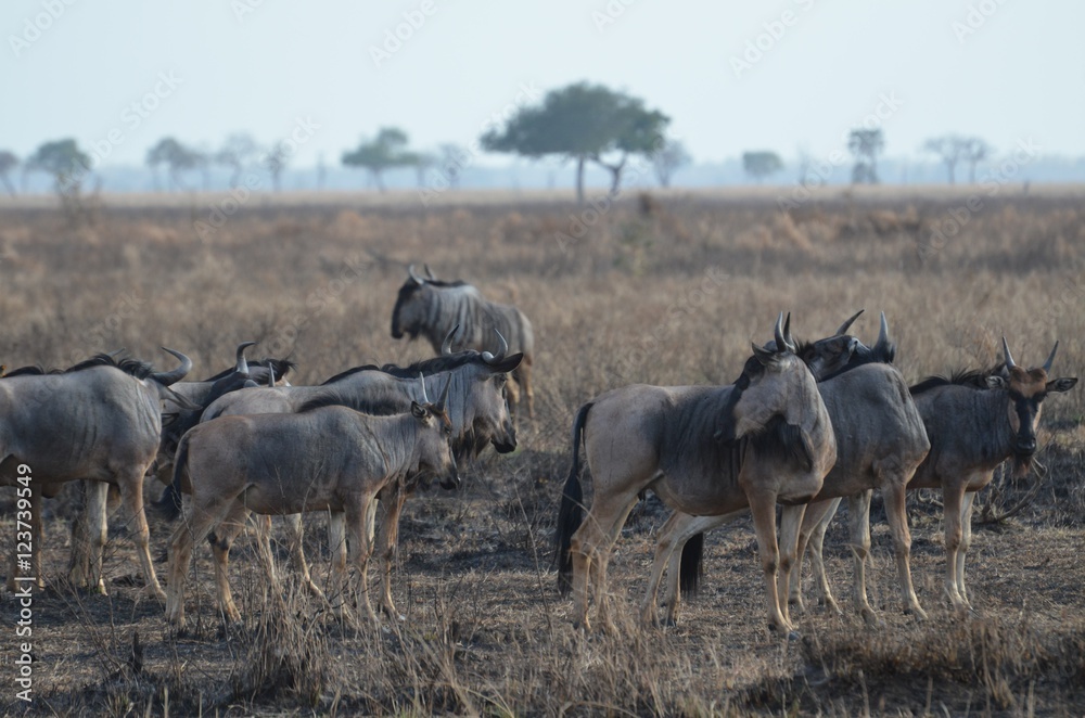 wildebeest in Mikumi National park in Tanzania east Africa wildebeest in Mikumi National park in Tanzania east Africa