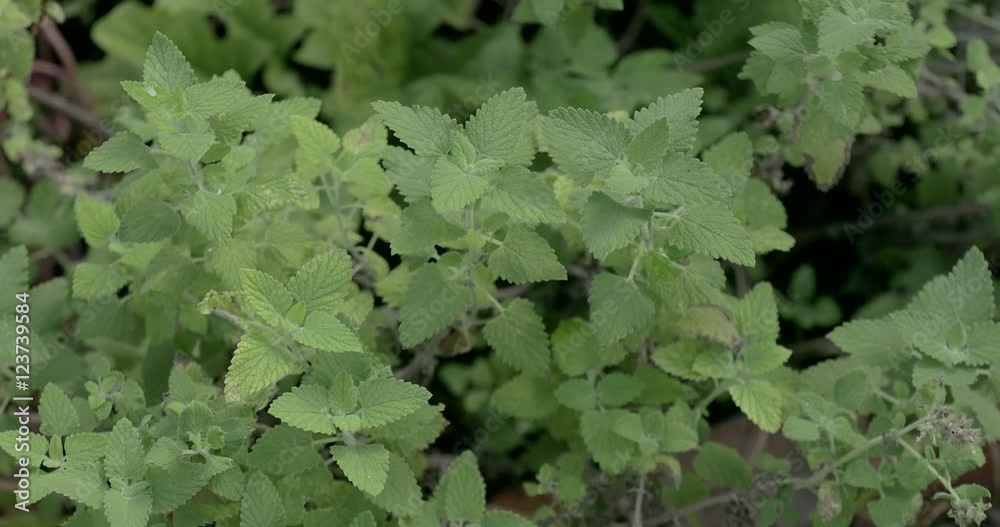 Catnip plant growing in a garden. Catnip plant growing in a garden.