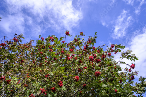Rowan tree against blue sky