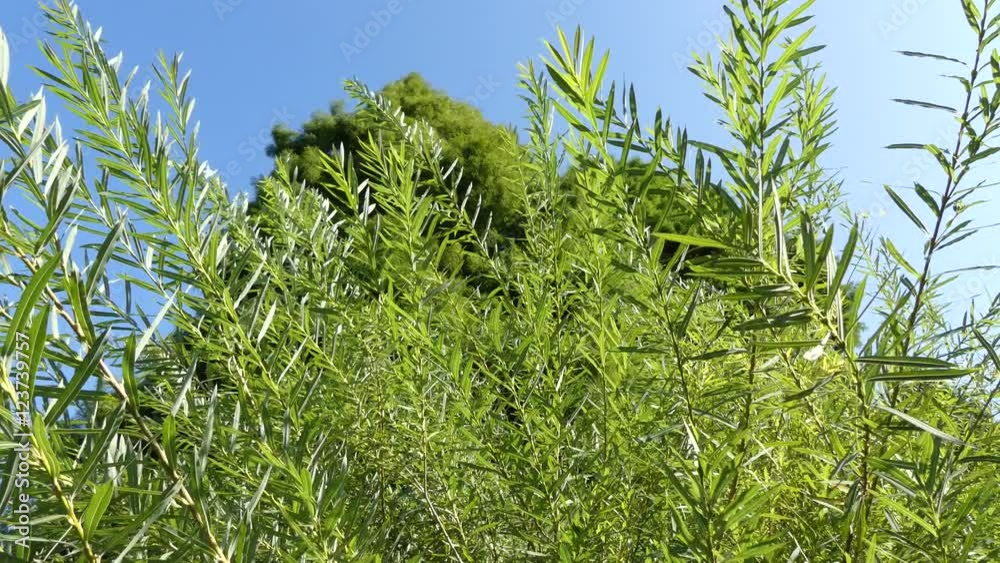 Tilt green trees bushes sky Tilt green trees bushes sky