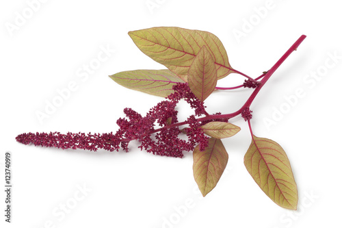 Obraz na płótnie Twig with amaranth flowers