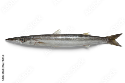  Single barracuda fish