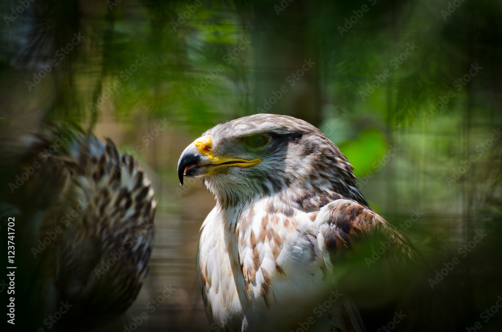 Obraz premium Gyrfalcon