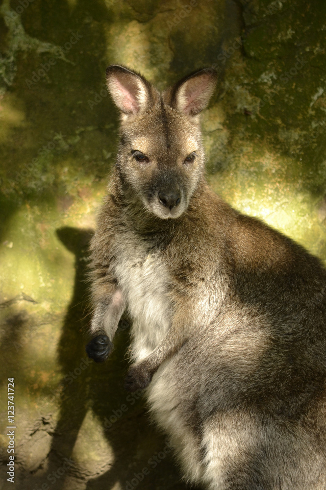 Känguru Känguru