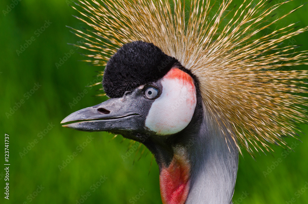 Fototapeta premium Crowned Crane