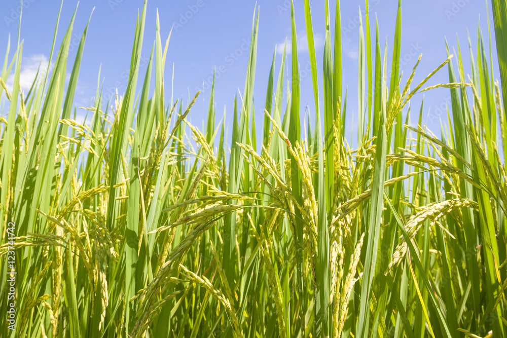 the Green rice in the field rice background, thailand harvest.