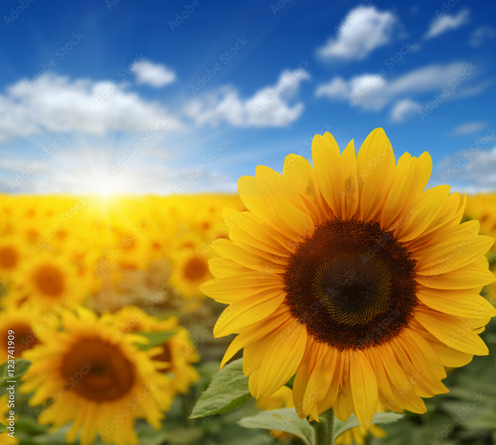 Obraz premium sunflowers and sun