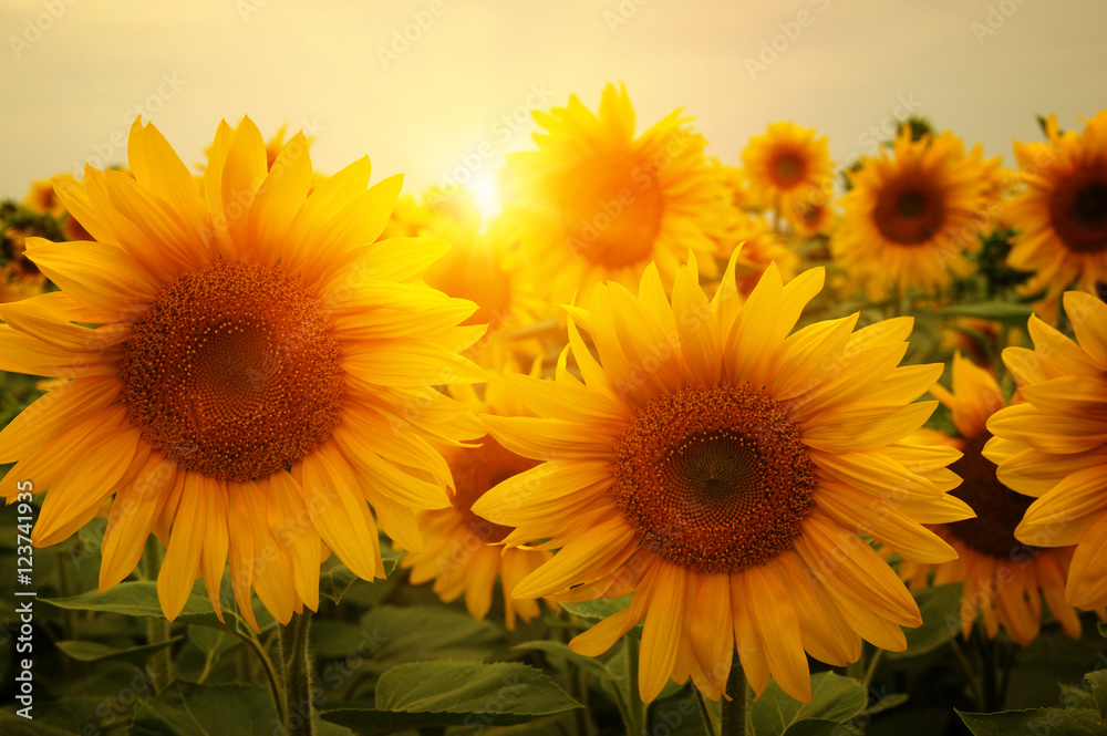 Obraz premium sunflowers and sun