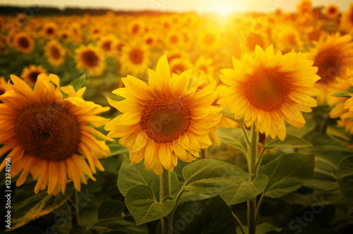Fototapeta Naklejka Na Ścianę i Meble -   sunflowers and sun