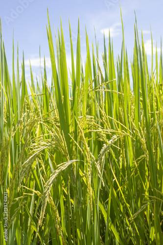 the Green rice in the field rice background, thailand harvest.