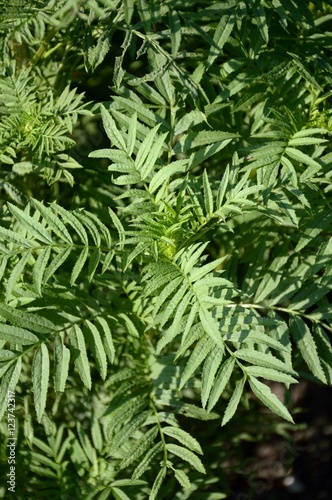 fresh green marigold leaves in nature garden
