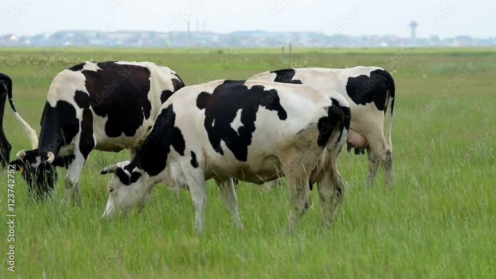 Three black and white cows grazing on the pasture. Cattle on green meadow Three black and white cows grazing on the pasture. Cattle on green meadow
