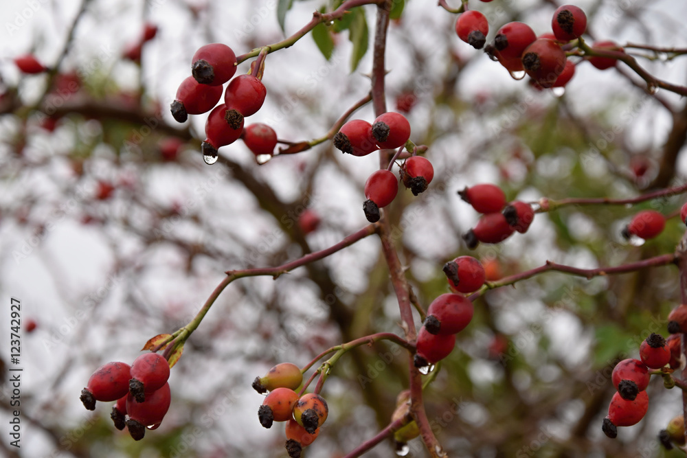 Rose bush with red berries with water drops in the autumn.
