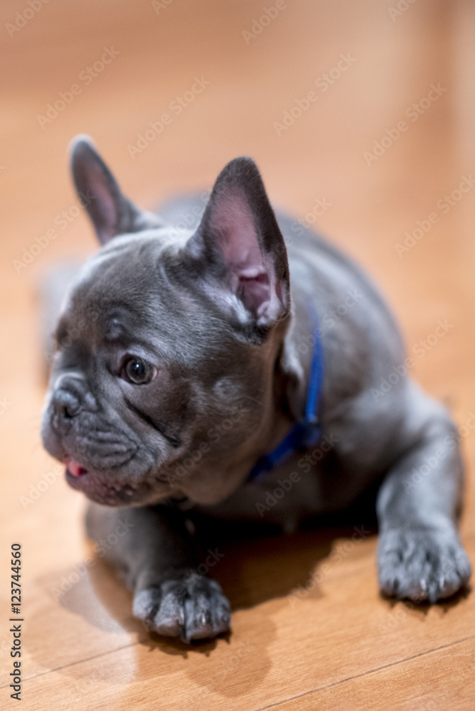 French Bulldog puppy 9