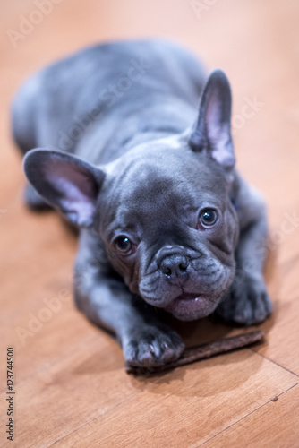 French Bulldog puppy 13 © Lena
