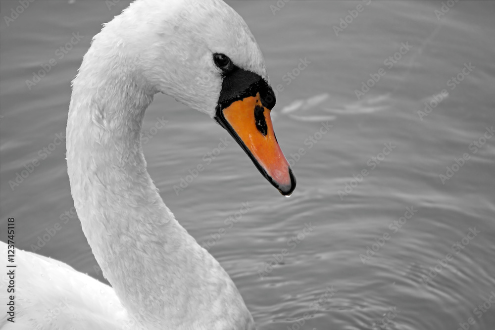 White swan on a pond