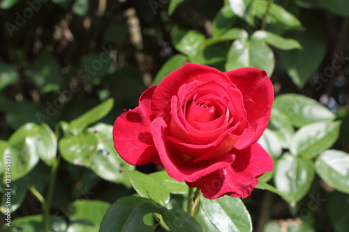 Rose rouge
