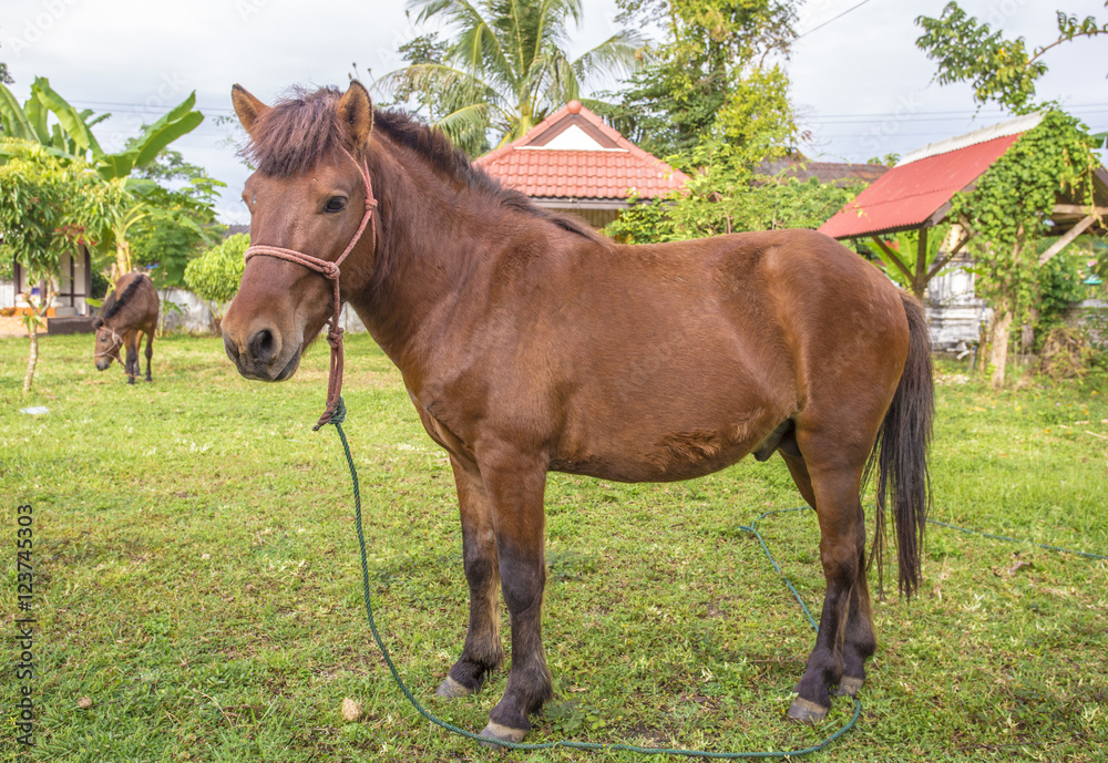 This is a horse rearing on pasture. This is a horse rearing on pasture.