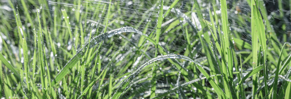 Obraz premium Regen Wassertropfen auf das grüne Gras in der Natur