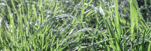 Regen Wassertropfen auf das grüne Gras in der Natur
