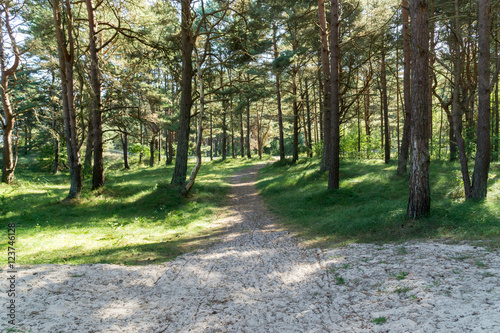 Sandiger Weg durch den Wald bei schönem Wetter