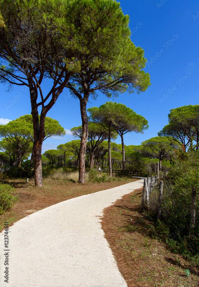 Fototapeta premium white road in the pine forest