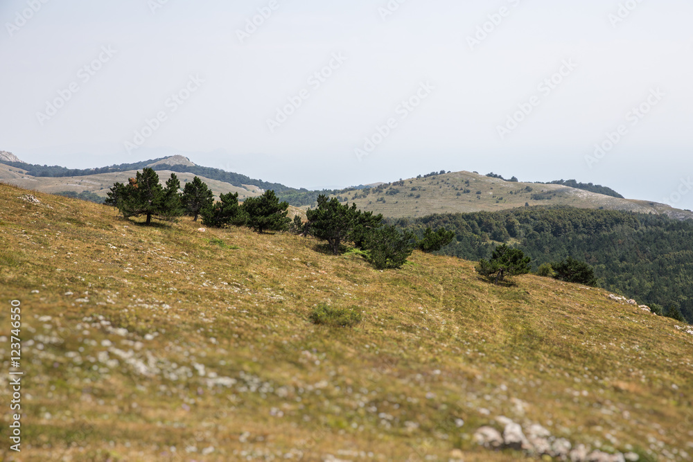 Green hills with trees