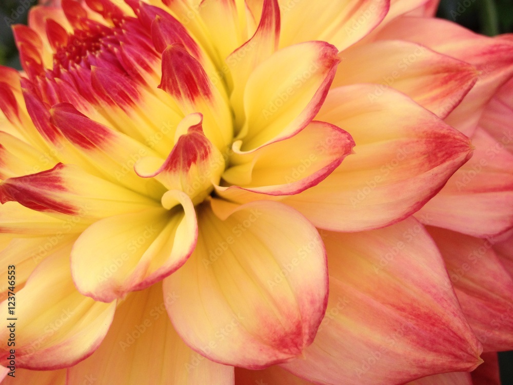 Dahlia flower