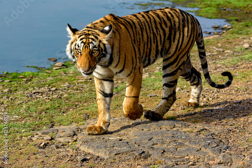 Foto Tiger walking next to a lake