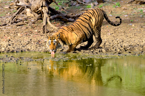 Fototapeta Naklejka Na Ścianę i Meble -  Large male tiger drinking from a muddy lake