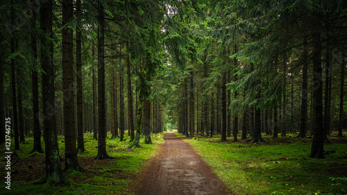Wanderweg durch einen grünen Fichten Wald