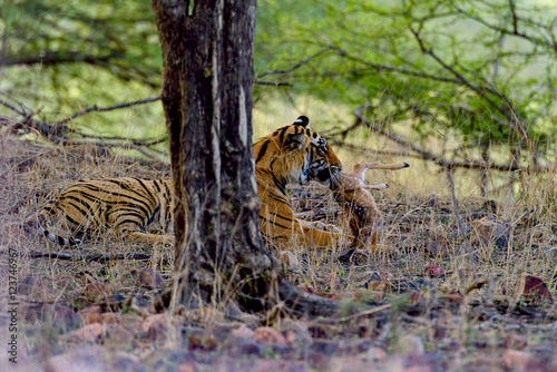 Fototapeta Naklejka Na Ścianę i Meble -  Female tiger caught spotted deer prey
