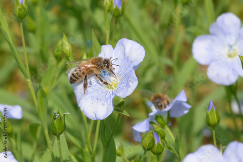 Abeille butinant du lin photo