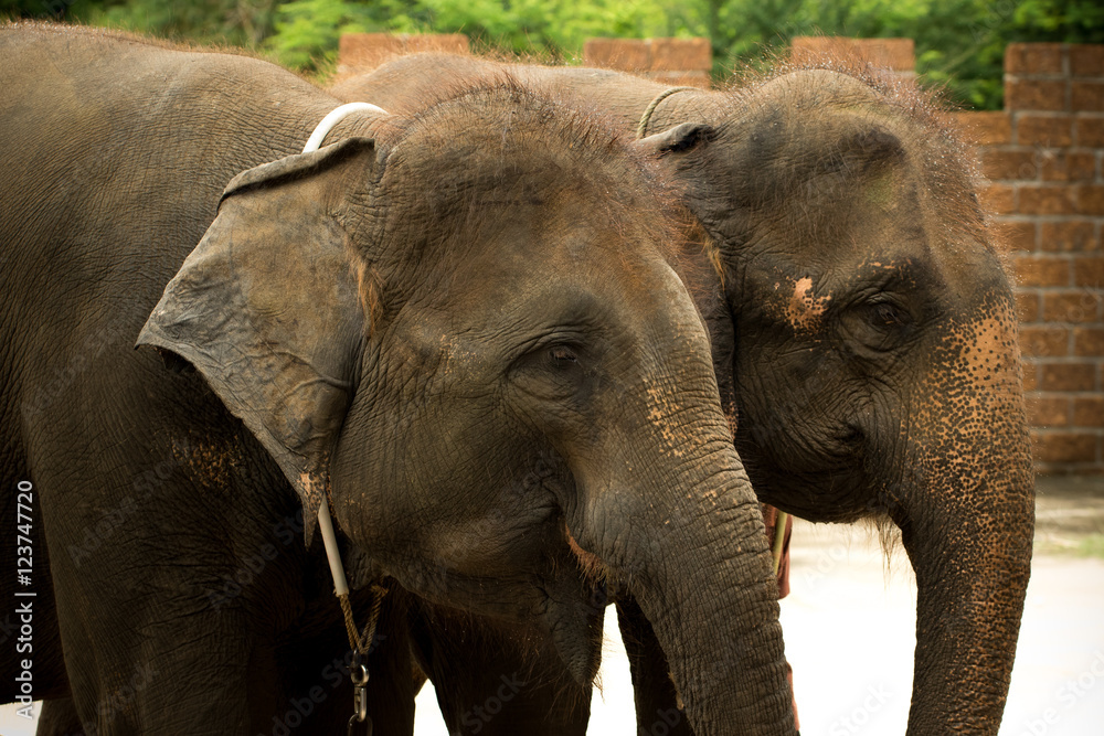 Fototapeta premium The elephants.