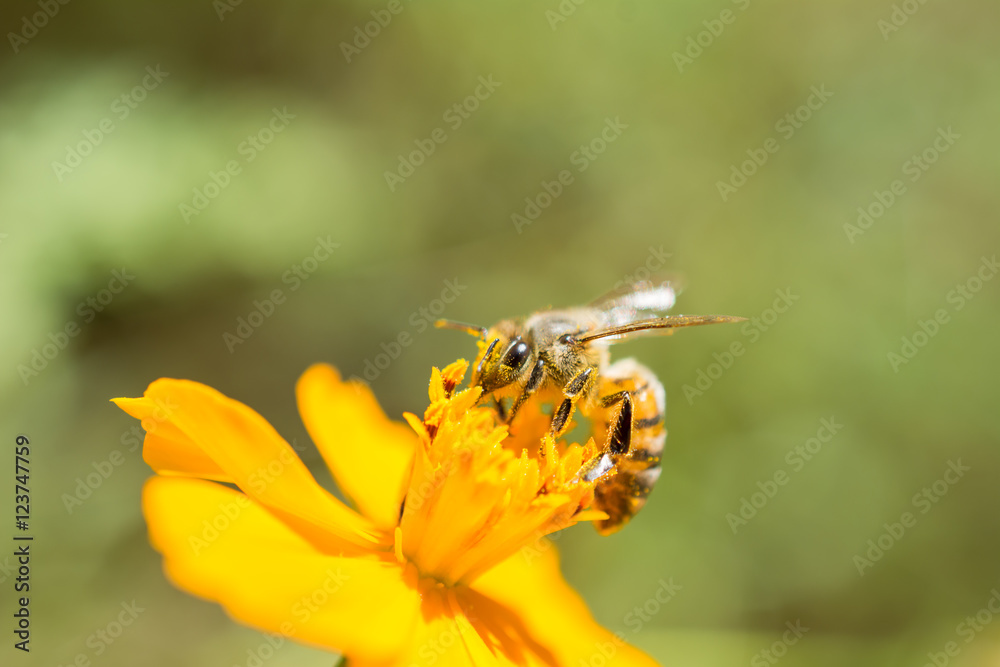 La abeja se aferra al polen.