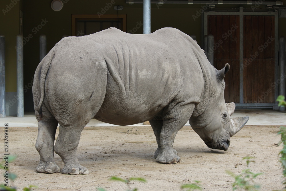 Naklejka premium Nashorn von der Seite