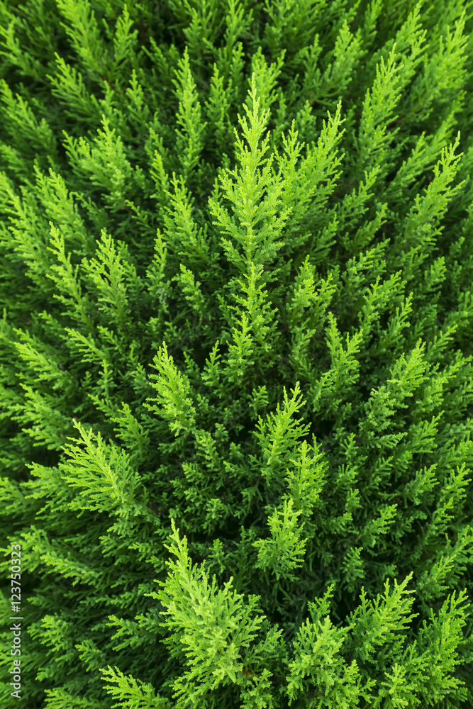 Popular ornamental plants green juniper. It can be used as a background Popular ornamental plants green juniper. It can be used as a background