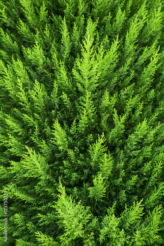 Popular ornamental plants green juniper. It can be used as a background