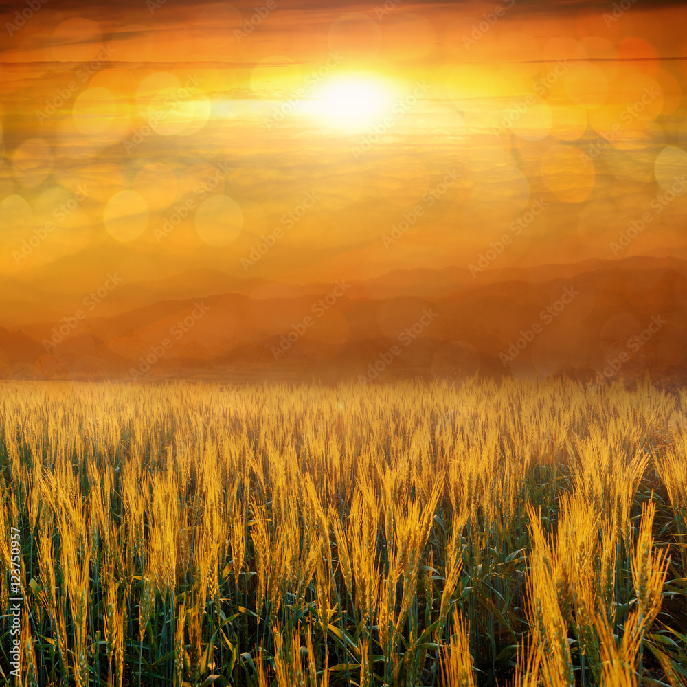 abstract grass field in sunset with bokeh background