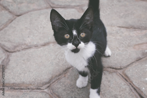 Alleycat photo