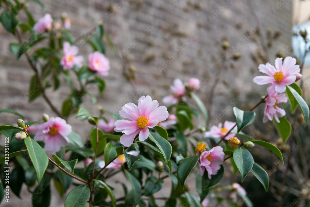 twig of pink flowering camellia winter toughie in middle of winter twig of pink flowering camellia winter toughie in middle of winter