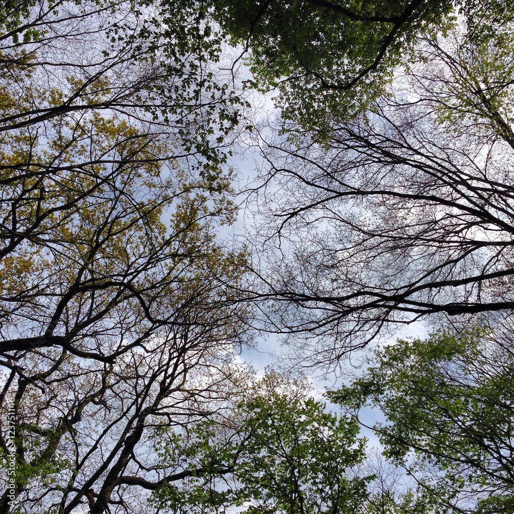 Obraz premium Nature