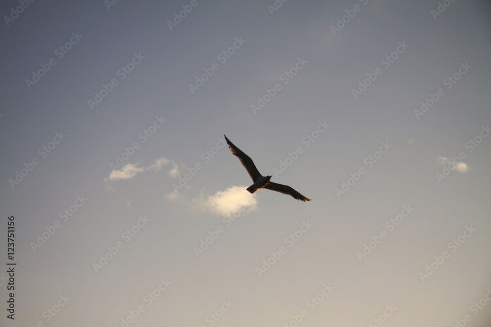 Lonely seagull Lonely seagull