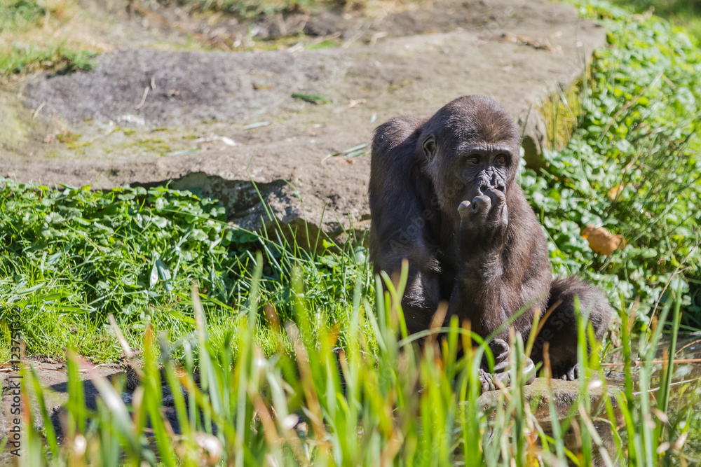 Fototapeta premium an sitting gorilla