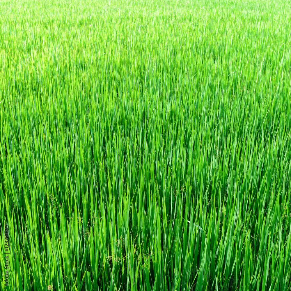 green grass field background green grass field background