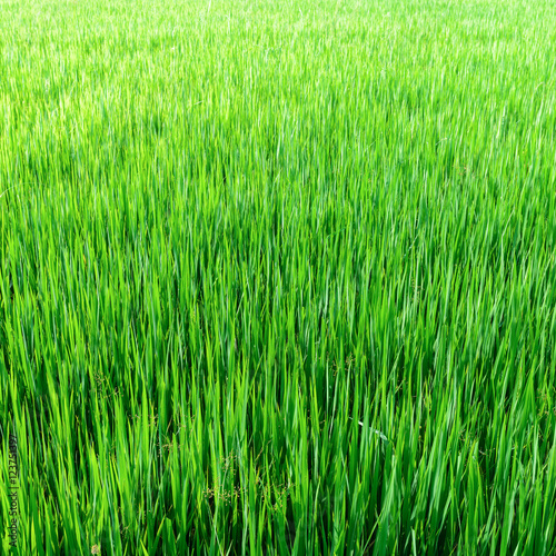  green grass field background