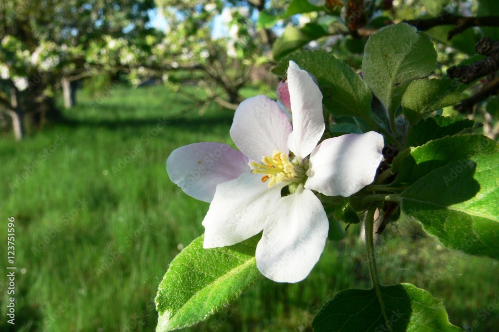 Branches of flowering apple tree 10 Branches of flowering apple tree 10