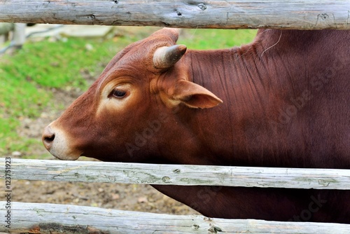 A zebu sometimes known as indicine cattle or humped cattle, is a species or sub-species of domestic cattle originating in South Asia. photo