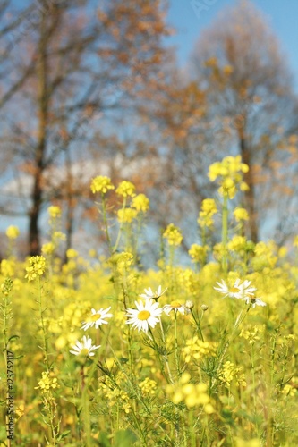 camomile in a meadow and trees