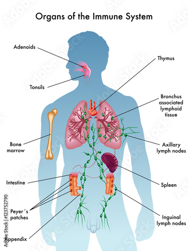 organs of the immune system